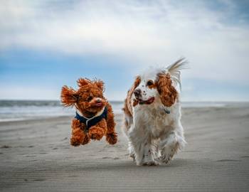 dogs running on beach