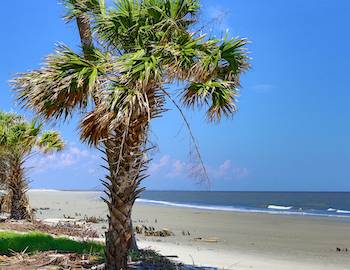 are dogs allowed on kiawah island beaches